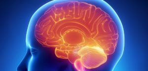 human brain mapping anxiety